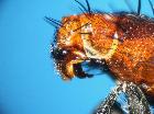 cylindromyia bicolor_terminali (M)