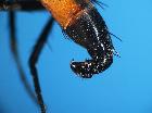 cylindromyia brassicaria_terminali (F)