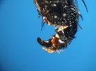 cylindromyia brassicaria_terminali (M)