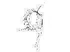 cylindromyia crassa_capo (M) laterale scala 1mm