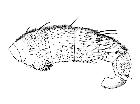 cylindromyia hermonensis_addome (F) laterale scala 1mm