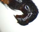 cylindromyia montana_terminali femminili in visione laterale (holotype)