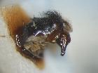 cylindromyia montana_terminali maschili in visione laterale