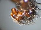 cylindromyia pilipes_teminali (M)