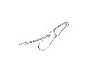 cylindromyia pusilla_antenna (M) latero-anteriore scala 0,5mm