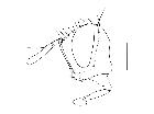 cylindromyia rubida_capo (M) laterale scala 1mm