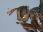 cylindromyia rubida_capo (Ocyptera bicolor Wiedemann - Lectotipo)