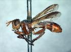 cylindromyia rubida_habitus (Ocyptera bicolor Wiedemann - Lectotipo)