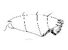cylindromyia rufifrons_addome (F) laterale scala 1mm