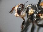 cylindromyia rufifrons_capo