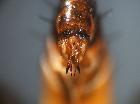 cylindromyia rufifrons_terminali maschili vis. posteriore