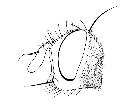 cylindromyia xylotina_capo (M) laterale scala 1mm