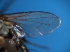 demoticus plebejus_ala dx