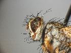 dexiosoma caninum_capo (F)