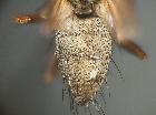 dinera grisescens_addome (F)