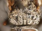 dinera grisescens_scuto (M)