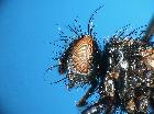dufouria chalybeata_capo (F)