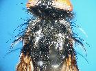 dufouria chalybeata_scuto