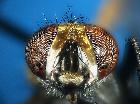 eliozeta pellucens_capo (frontale)