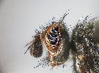 eloceria delecta_capo (M)