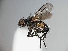 eloceria delecta_habitus (M)