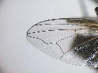 elomya lateralis_ala