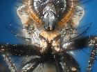 eriothrix apennina_area postmetacoxale ()M)