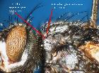 eriothrix argyreata_postpronoto (F)