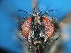 eriothrix micronyx_capo (M) (frontale)