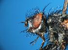 eriothrix micronyx_capo e torace (M)
