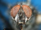 eriothrix monticola_capo (M) (frontale)