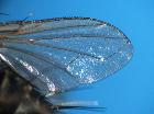 eriothrix prolixa_ala sx (ventrale)