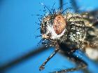 eriothrix prolixa_capo (F) (latero-frontale)