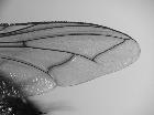 estheria birtelei_ala dx