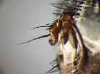 estheria birtelei_antenna