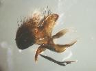 estheria birtelei_terminali maschili (paratypus)