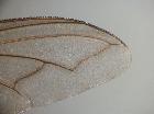 estheria bohemani_ala (M)