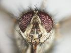 estheria bohemani_capo vis. front. (M)