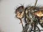 estheria cristata_capo (M)