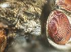 estheria cristata_postpronoto