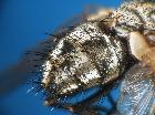 estheria latigena_addome (syntype M) (dorso-laterale)