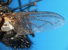 estheria latigena_ala dx (syntype M)
