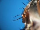 estheria latigena_antenna (syntype M)