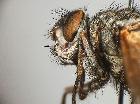 estheria latigena_capo (M) (lectotypus)