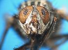 estheria latigena_capo (syntype M) (frontale)