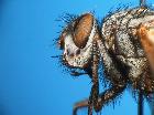 estheria latigena_capo (syntype M)