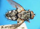 estheria latigena_habitus (M) (dorsale)