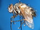 estheria latigena_habitus (syntype M) (laterale)
