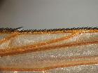 estheria litoralis_CS2 vis. ventrale (holotypus)