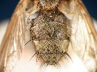 estheria litoralis_addome (olotipo)